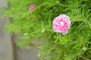 küçük hogweed çiçek