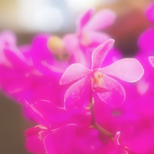 美丽的粉红色兰花 — 图库照片