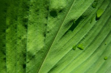 yeşil bitki yaprakları