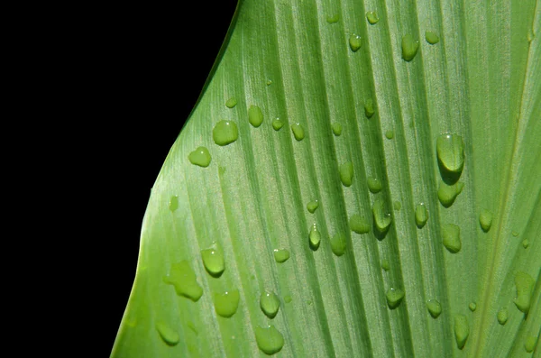 Зеленые листья текстуры фона — стоковое фото