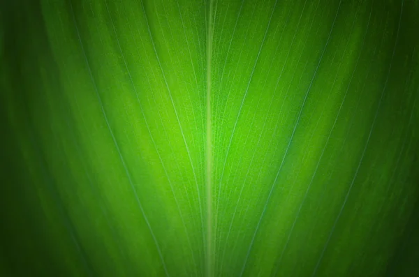 Zöld levelek textúra háttér — Stock Fotó