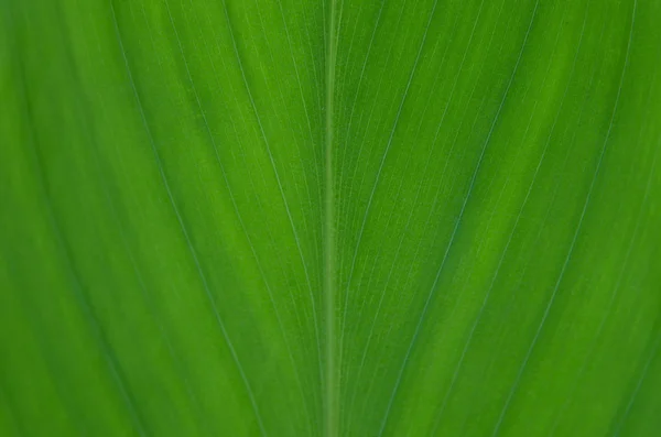 Foglie verdi texture sfondo — Foto Stock