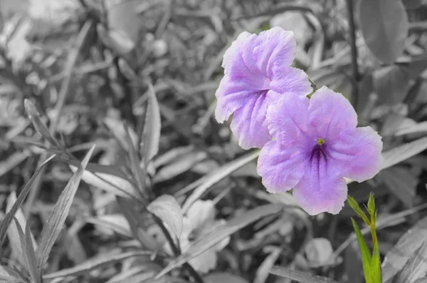 Пурпурная ruellia squarrosa — стоковое фото