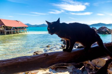 Koh Khai Nai, Phuket Eyaleti, Tayland 'daki kedi adası.