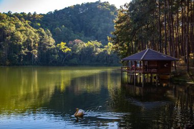 Pang Oung Ulusal Parkı, Tayland Mae Hong Son 'daki çam ağaçları gölü ve ormanı.