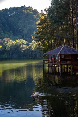 Pang Oung Ulusal Parkı, Tayland Mae Hong Son 'daki çam ağaçları gölü ve ormanı.