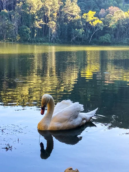 Parco nazionale di Pang Oung, lago e foresta di pini a Mae Hong Son, Thailandia — Foto Stock