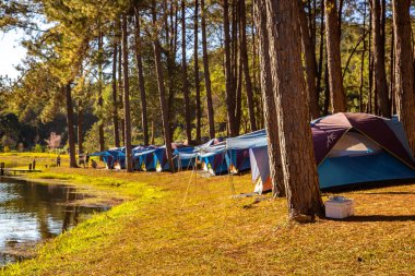 Pang Oung Ulusal Parkı, Tayland Mae Hong Son 'daki çam ağaçları gölü ve ormanı.