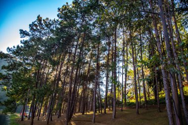 Pang Oung Ulusal Parkı, Tayland Mae Hong Son 'daki çam ağaçları gölü ve ormanı.