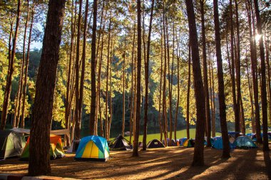 Pang Oung Ulusal Parkı, Tayland Mae Hong Son 'daki çam ağaçları gölü ve ormanı.