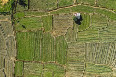 Mae La Noi 'nin Tayland, Mae Hong Son' daki pirinç teraslarının hava manzarası.