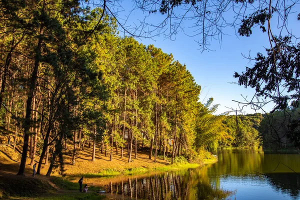 Pang Oung Ulusal Parkı, Tayland Mae Hong Son 'daki çam ağaçları gölü ve ormanı.