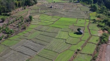 Mae La Noi 'nin Tayland, Mae Hong Son' daki pirinç teraslarının hava manzarası.