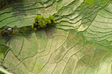Nan, Tayland 'da Wat Ban Wen pirinç tarlaları