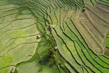 Nan, Tayland 'da Wat Ban Wen pirinç tarlaları
