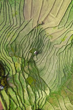 Nan, Tayland 'da Wat Ban Wen pirinç tarlaları