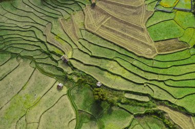 Nan, Tayland 'da Wat Ban Wen pirinç tarlaları