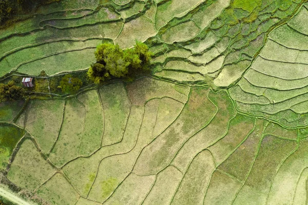 Nan, Tayland 'da Wat Ban Wen pirinç tarlaları