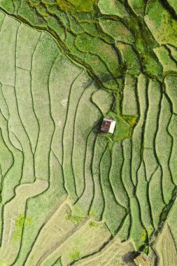 Wat Ban Wen pirinç tarlaları Nan, Tayland, Güneydoğu Asya