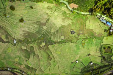 Wat Ban Wen pirinç tarlaları Nan, Tayland, Güneydoğu Asya