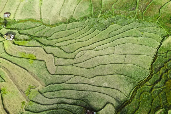 Wat Ban Wen pirinç tarlaları Nan, Tayland, Güneydoğu Asya