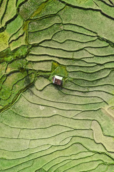 Wat Ban Wen pirinç tarlaları Nan, Tayland, Güneydoğu Asya
