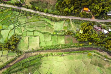 Wat Ban Wen pirinç tarlaları Nan, Tayland, Güneydoğu Asya