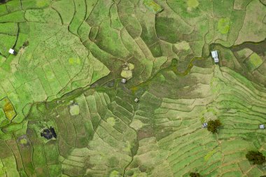 Wat Ban Wen pirinç tarlaları Nan, Tayland, Güneydoğu Asya