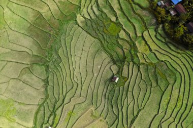 Wat Ban Wen pirinç tarlaları Nan, Tayland, Güneydoğu Asya