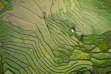 Wat Ban Wen pirinç tarlaları Nan, Tayland, Güneydoğu Asya