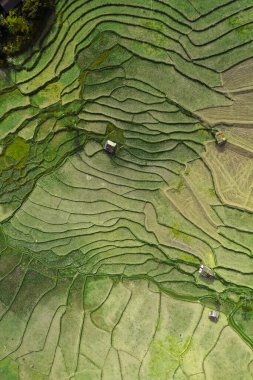 Wat Ban Wen pirinç tarlaları Nan, Tayland, Güneydoğu Asya