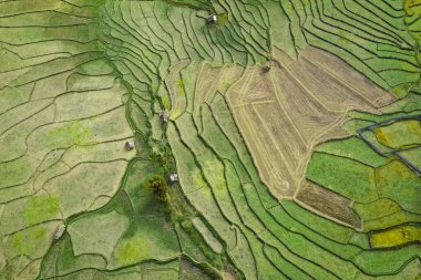 Wat Ban Wen pirinç tarlaları Nan, Tayland, Güneydoğu Asya