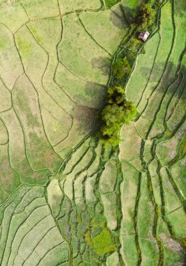 Wat Ban Wen pirinç tarlaları Nan, Tayland, Güneydoğu Asya
