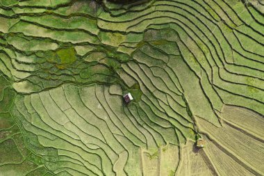 Wat Ban Wen pirinç tarlaları Nan, Tayland, Güneydoğu Asya