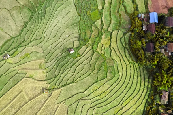 Wat Ban Wen Reisfelder Der Provinz Nan Thailand Südostasien — Stockfoto