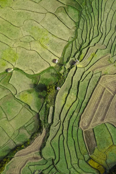 Wat Ban Wen Rice Fields Nan Province Thailand South East — ストック写真