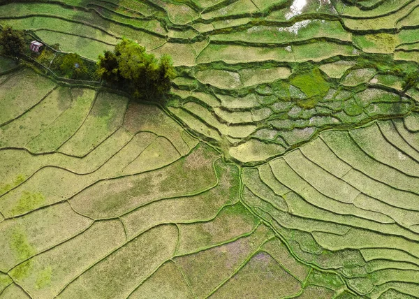 Wat Ban Wen Rice Fields Nan Province Thailand South East — ストック写真