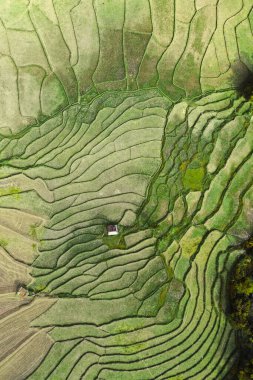 Nan, Tayland 'da Wat Ban Wen pirinç tarlaları