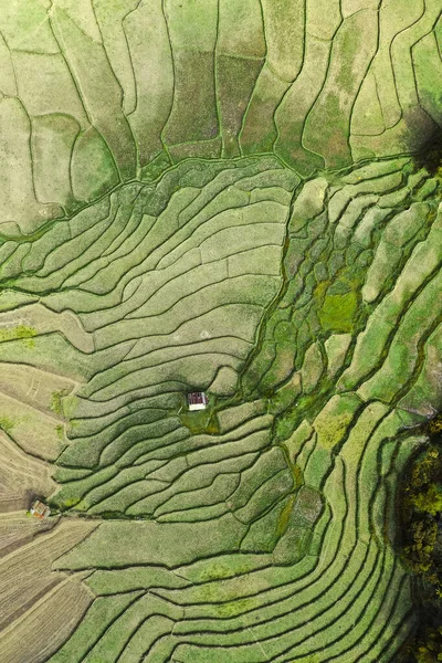 Nan, Tayland 'da Wat Ban Wen pirinç tarlaları