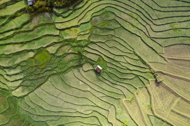 Nan, Tayland 'da Wat Ban Wen pirinç tarlaları