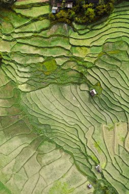 Nan, Tayland 'da Wat Ban Wen pirinç tarlaları