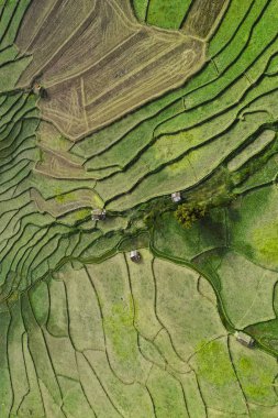 Nan, Tayland 'da Wat Ban Wen pirinç tarlaları