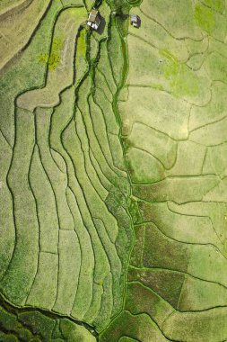 Nan, Tayland 'da Wat Ban Wen pirinç tarlaları