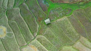 Wat Ban Wen rice fields in Nan province, Thailand