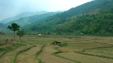 Nan, Tayland 'da Wat Ban Wen pirinç tarlaları