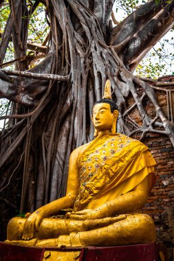 Wat Sai tapınağı Sing Buri Tayland 'da banyan ağacı kökleriyle kaplı.