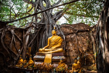 Wat Sai tapınağı Sing Buri Tayland 'da banyan ağacı kökleriyle kaplı.