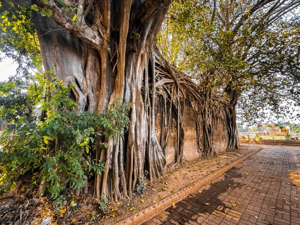 Wat Sai ruiny świątyni pokryte korzeniami drzewa banyan, w Sing Buri Tajlandii — Zdjęcie stockowe
