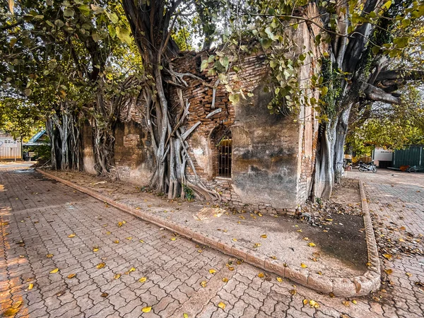 Wat Sai tapınağı Sing Buri Tayland 'da banyan ağacı kökleriyle kaplı.