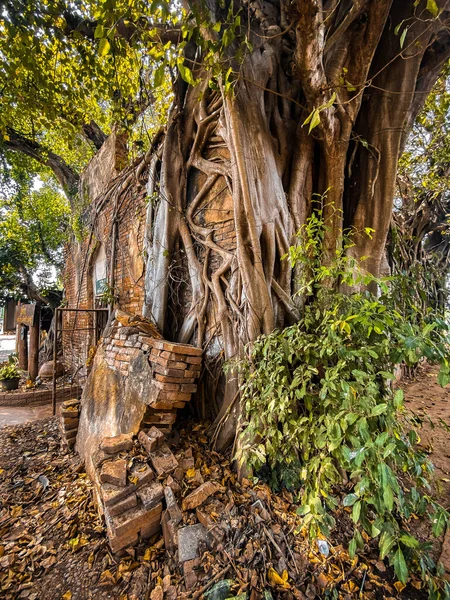 Wat Sai chrám zřícenina pokrytá banyan kořeny stromů, v Sing Buri Thajsku — Stock fotografie